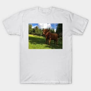 Scottish Highland Cattle Calf 1805 T-Shirt